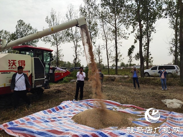 河南省農業(yè)良種聯(lián)合攻關項目——宜機收芝麻在駐馬店順利收割