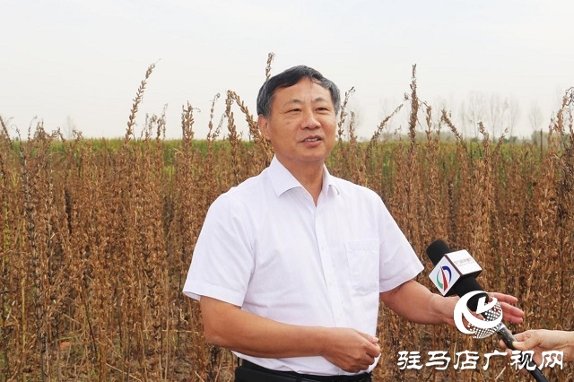 河南省農業(yè)良種聯(lián)合攻關項目——宜機收芝麻在駐馬店順利收割