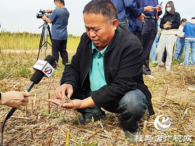 河南省農業(yè)良種聯(lián)合攻關項目——宜機收芝麻在駐馬店順利收割