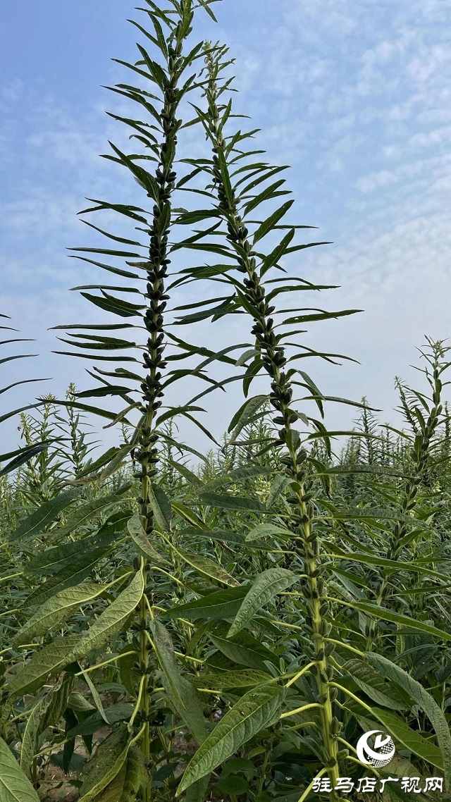 河南省農業(yè)良種聯(lián)合攻關項目——宜機收芝麻在駐馬店順利收割