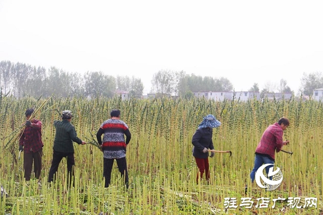 河南省農業(yè)良種聯(lián)合攻關項目——宜機收芝麻在駐馬店順利收割