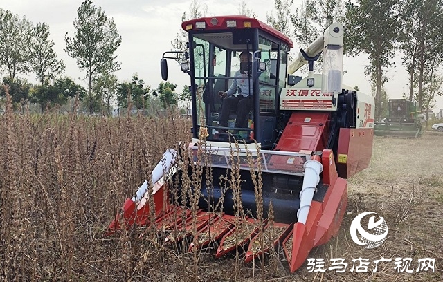 河南省農業(yè)良種聯(lián)合攻關項目——宜機收芝麻在駐馬店順利收割