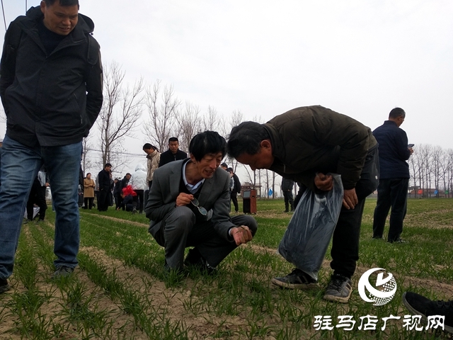 正陽(yáng)縣：“棚專家”開(kāi)啟多產(chǎn)業(yè)種植模式