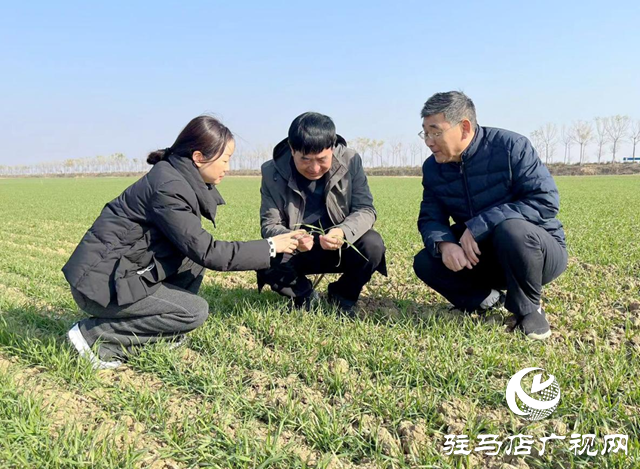 駐馬店：推進高標準農(nóng)田建設 夯實糧食安全根基