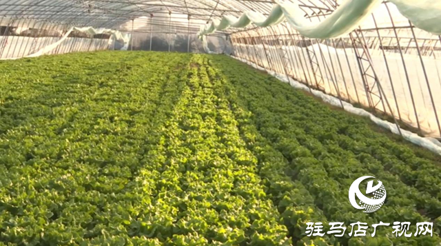 驛城區(qū)：積極應(yīng)對寒潮來襲 全力保障蔬菜生產(chǎn)