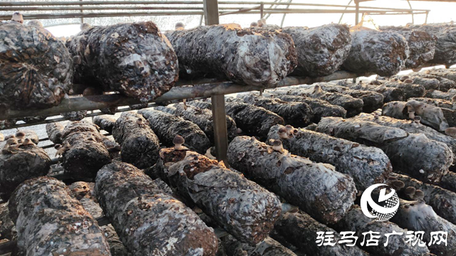泌陽(yáng)縣下碑寺鄉(xiāng)曹莊村：發(fā)展食用菌產(chǎn)業(yè) “菇”足干勁促振興