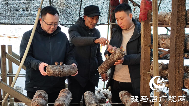 泌陽(yáng)縣下碑寺鄉(xiāng)曹莊村：發(fā)展食用菌產(chǎn)業(yè) “菇”足干勁促振興