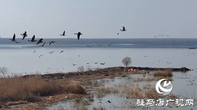 寒冬，他們在宿鴨湖濕地守護(hù)候鳥