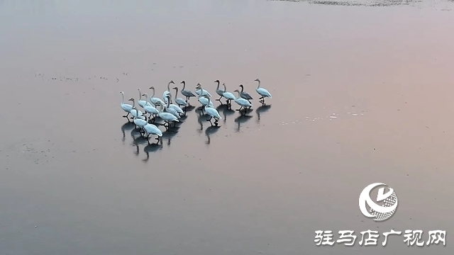 寒冬，他們在宿鴨湖濕地守護(hù)候鳥