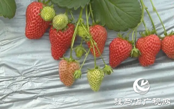上蔡縣齊海鄉(xiāng)：草莓采摘正當時