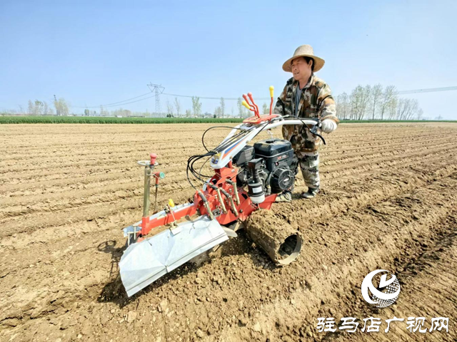驛城區(qū)水屯鎮(zhèn)：春耕好時(shí)光 農(nóng)戶種姜忙