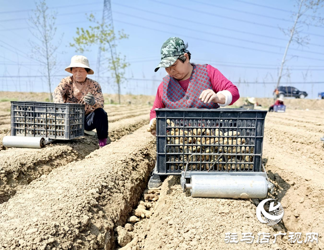 驛城區(qū)水屯鎮(zhèn)：春耕好時(shí)光 農(nóng)戶種姜忙