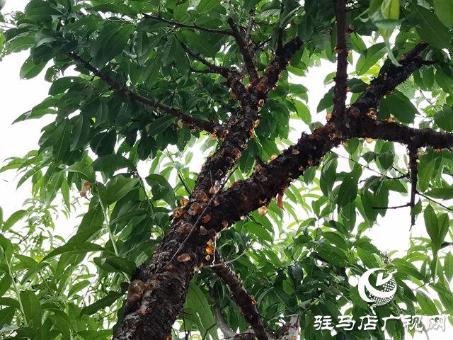 駐馬店經(jīng)濟開發(fā)區(qū)楊樓村：做好桃園經(jīng)濟 助力村民增收