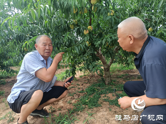泌陽縣董國安：鄉(xiāng)村振興路上當先鋒