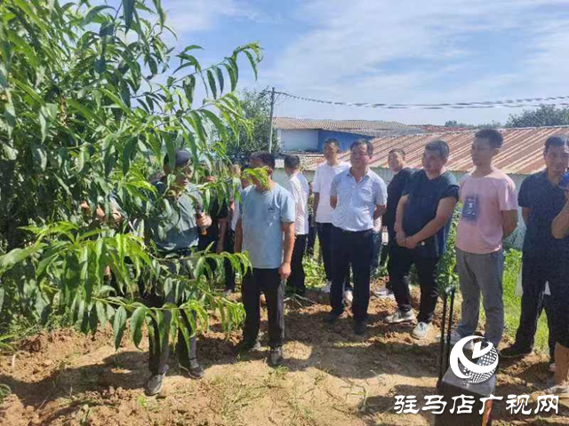 新蔡縣頓崗鄉(xiāng)召開(kāi)樹(shù)木扶直工作現(xiàn)場(chǎng)會(huì)