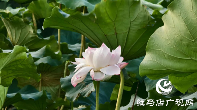 荷花盛開 美在當“夏”