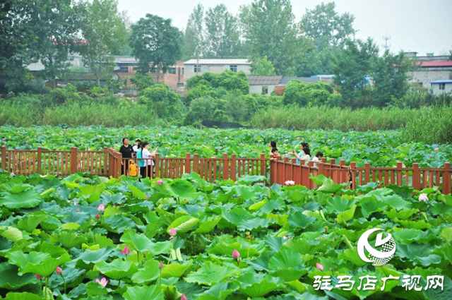 荷花盛開 美在當“夏”