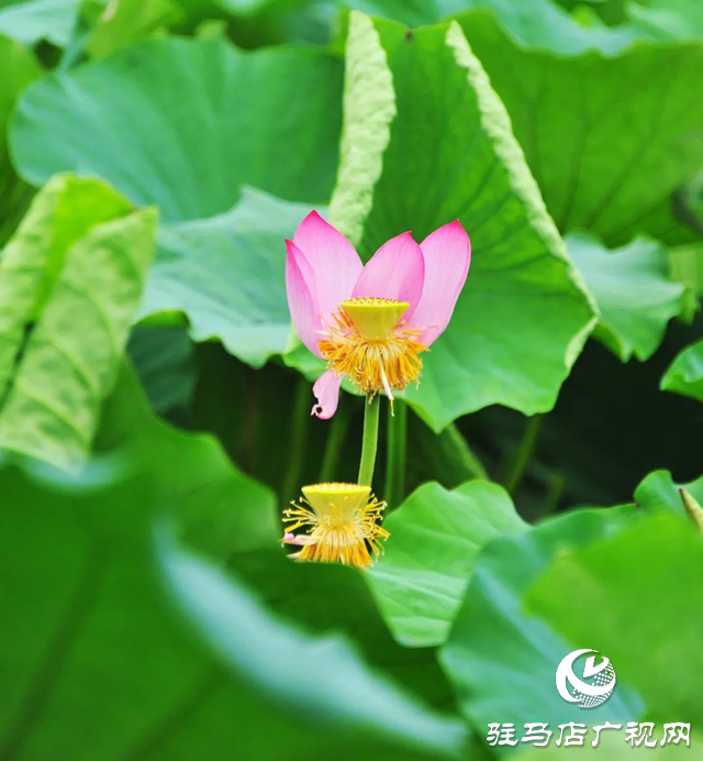 荷花盛開 美在當“夏”