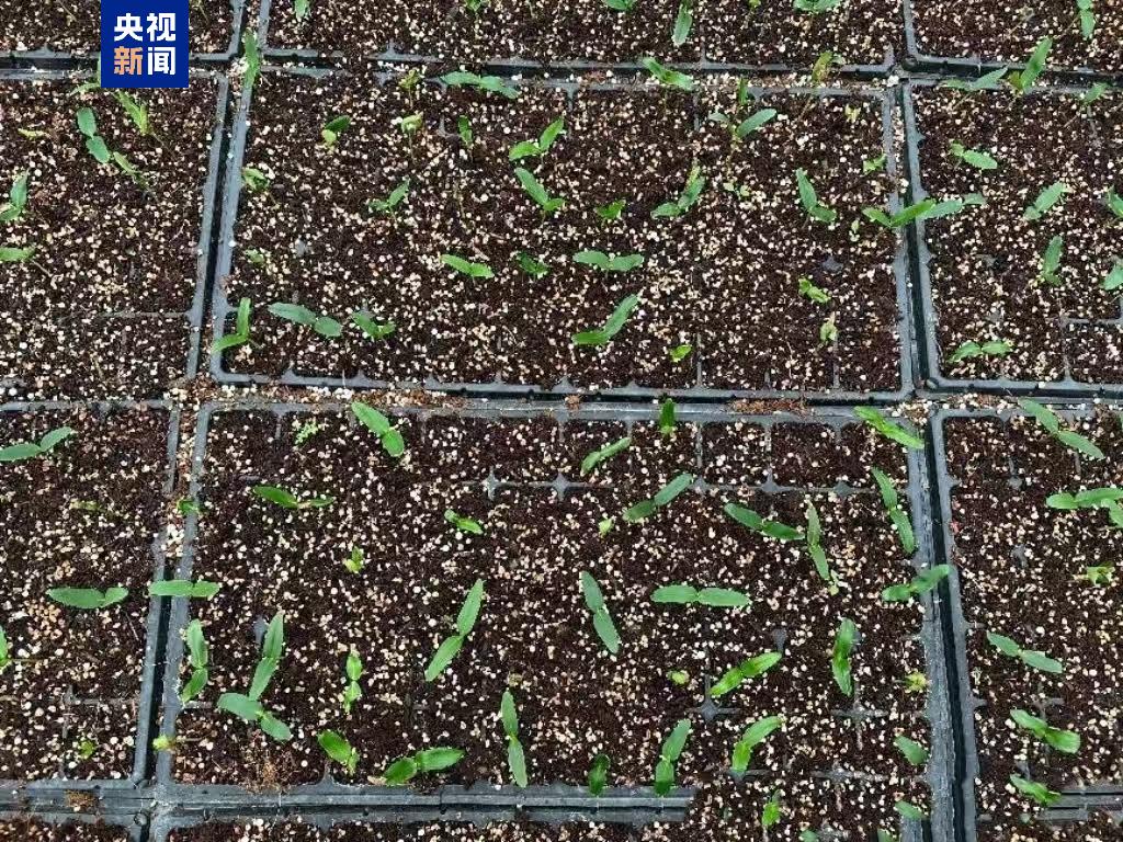 “太空種子”出苗啦，這次是315克油橄欖！