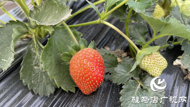 驛城區(qū)順河街道：草莓新鮮上市 開啟冬日甜蜜時(shí)光