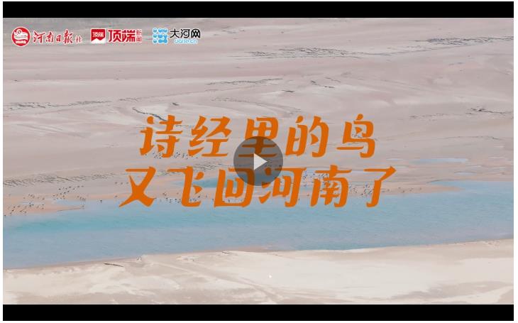 詩(shī)經(jīng)里的“鳥(niǎo)”，飛回河南了
