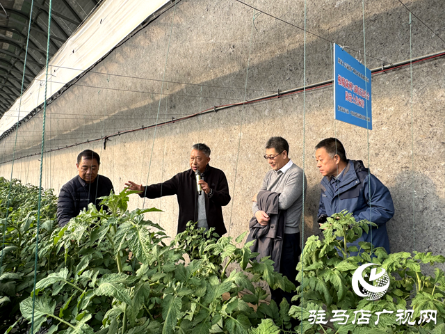 國家大宗蔬菜產(chǎn)業(yè)技術(shù)體系駐馬店試驗站2024年蔬菜優(yōu)質(zhì)安全高效標(biāo)準(zhǔn)化生產(chǎn)技術(shù)培訓(xùn)觀摩會召開