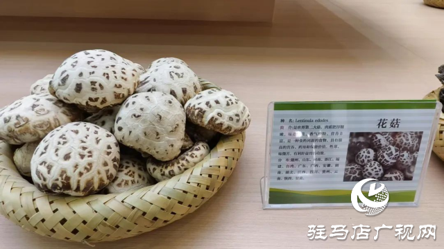 公交直達！泌陽縣花菇博物館開啟奇妙之旅