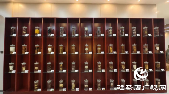 公交直達！泌陽縣花菇博物館開啟奇妙之旅