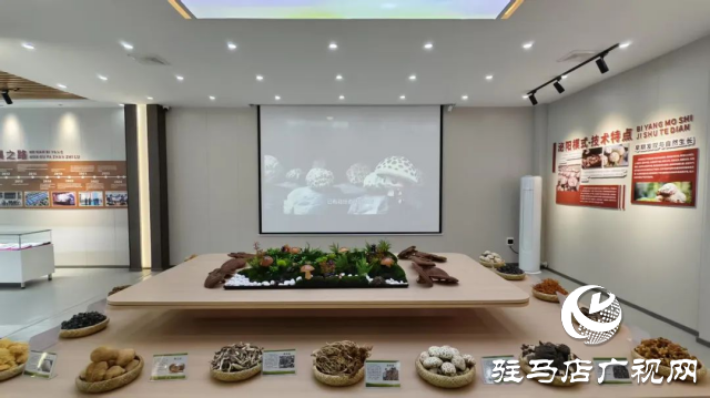 公交直達！泌陽縣花菇博物館開啟奇妙之旅