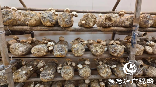 公交直達！泌陽縣花菇博物館開啟奇妙之旅