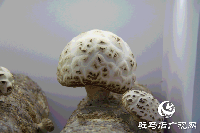 明日正式開幕！2025泌陽花菇國際產(chǎn)業(yè)創(chuàng)新大會