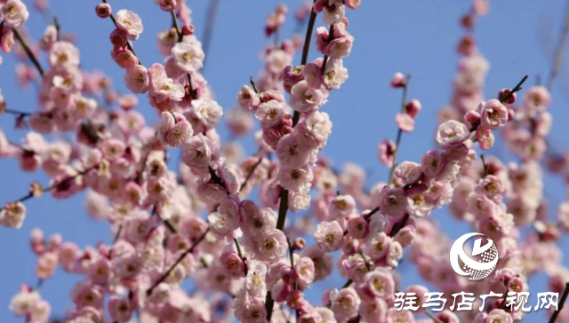 泌陽縣：邂逅“梅”好時光