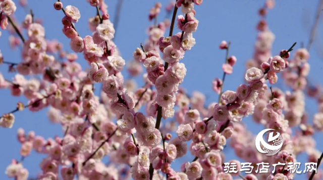 泌陽縣：邂逅“梅”好時光