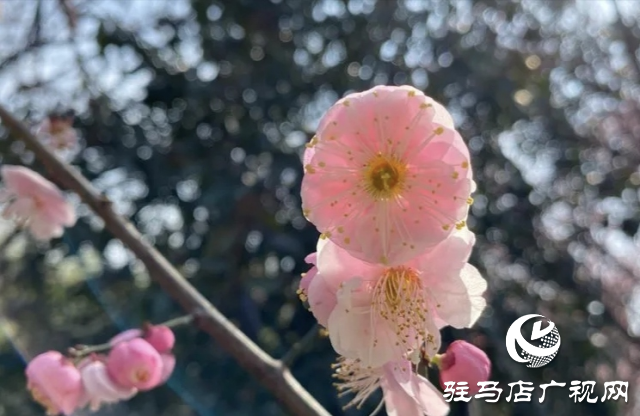 泌陽縣：邂逅“梅”好時光