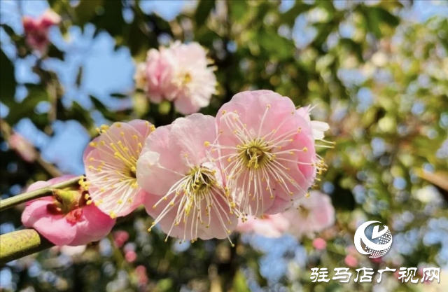 泌陽縣：邂逅“梅”好時光
