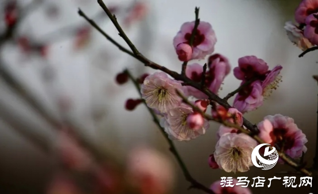 泌陽縣：邂逅“梅”好時光