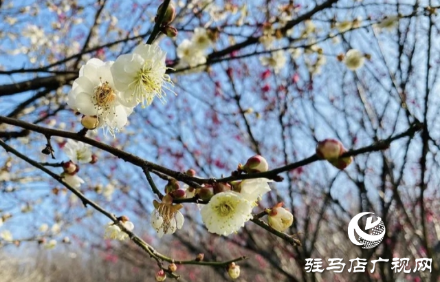 泌陽縣：邂逅“梅”好時光
