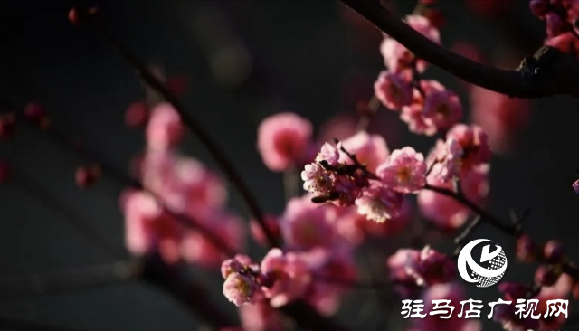 泌陽縣：邂逅“梅”好時光