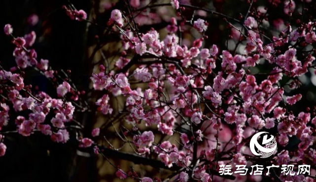 泌陽縣：邂逅“梅”好時光