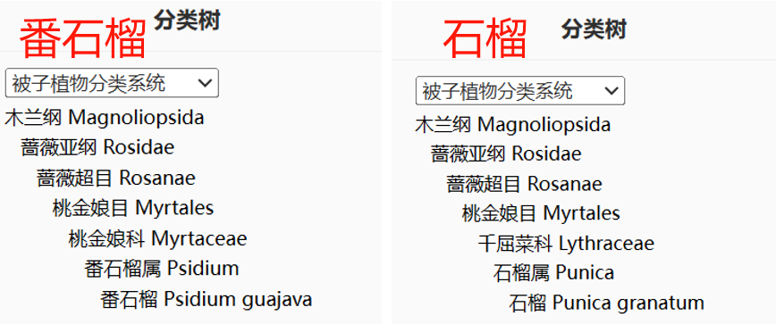 這種水果維C比蘋(píng)果高21倍，春天吃正好！