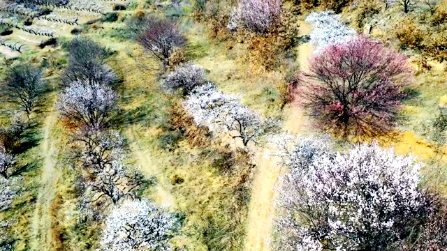 百畝繁花驚艷綻放 游客邂逅夢(mèng)幻花海