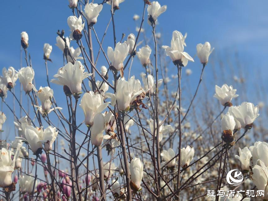 駐馬店：玉蘭花開香四溢 尋芳賞春正當(dāng)時