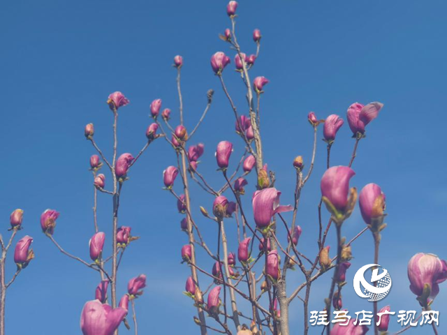 駐馬店：玉蘭花開香四溢 尋芳賞春正當(dāng)時