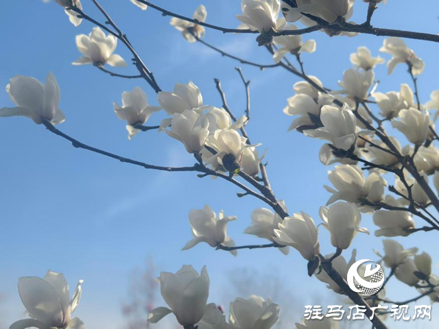 駐馬店：玉蘭花開香四溢 尋芳賞春正當(dāng)時