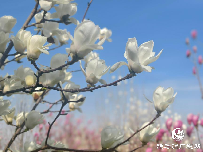 駐馬店：玉蘭花開香四溢 尋芳賞春正當(dāng)時
