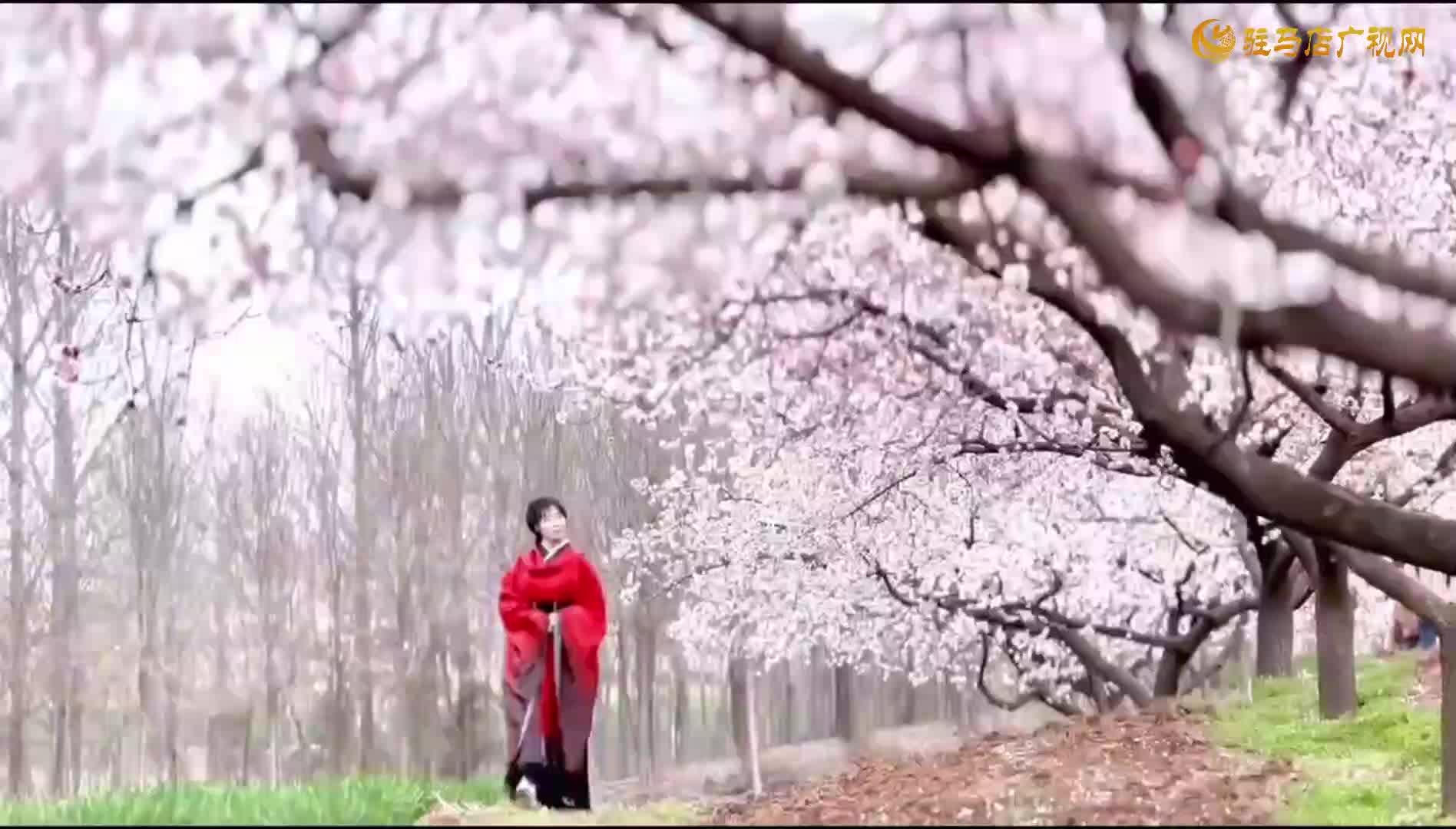 千樹杏花霜雪艷 萬(wàn)枝春色引客歡