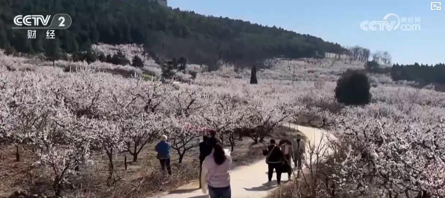 以“花”為媒、以“旅”促農 勾勒鄉(xiāng)村振興新圖景
