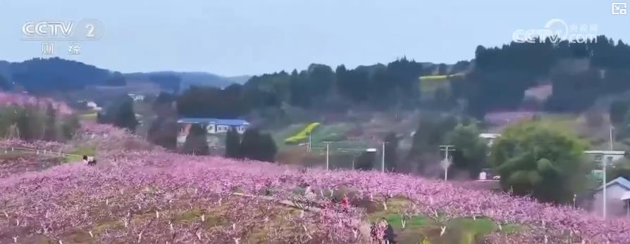 以“花”為媒、以“旅”促農 勾勒鄉(xiāng)村振興新圖景