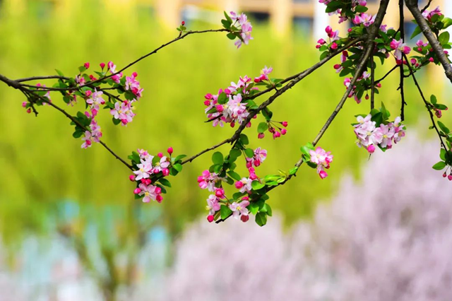 百花繪就春之調(diào)色盤 錦繡花海引客醉芳菲