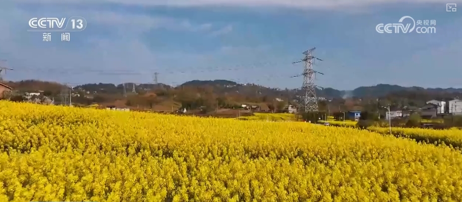 春賞花、夏榨油、秋收糧 “賞花+”扮“靚”經(jīng)濟新增長點